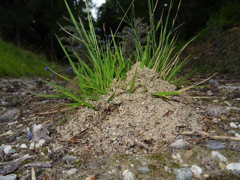 formiche : Genere Tetramorium